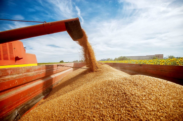 Украина планирует на треть сократить экспорт зерновых и масличных